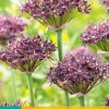 5 allium atropurpureum