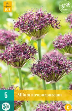 5 allium atropurpureum