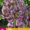 15 allium christophii