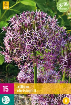 15 allium christophii