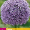 5 allium gladiator