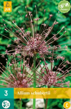 3 allium schubertii