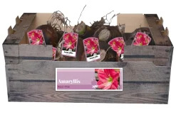 1 amaryllis roze