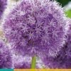 1 bloembol allium his excellency
