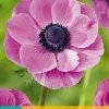 15 bloembollen anemone coronaria sylphide