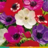 15 bloembollen anemone coronaria de caen mix