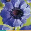 15 bloembollen anemone coronaria mr. fokker