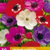 30 bloembollen anemone de caen mix