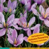 10 bloembollen crocus sativus