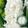 3 bloembollen hyacinthus dubbel wit
