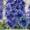 3 bloembollen hyacinthus dubbel blauw