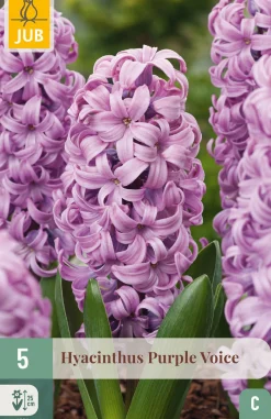 5 bloembollen hyacinthus purple voice