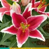 2 bloembollen lilium oriental rood-wit