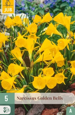 5 bloembollen narcissus golden bells