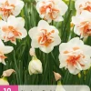 10 bloembollen narcissus replete