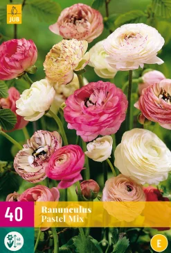 40 bloembollen ranunculus pastel mix