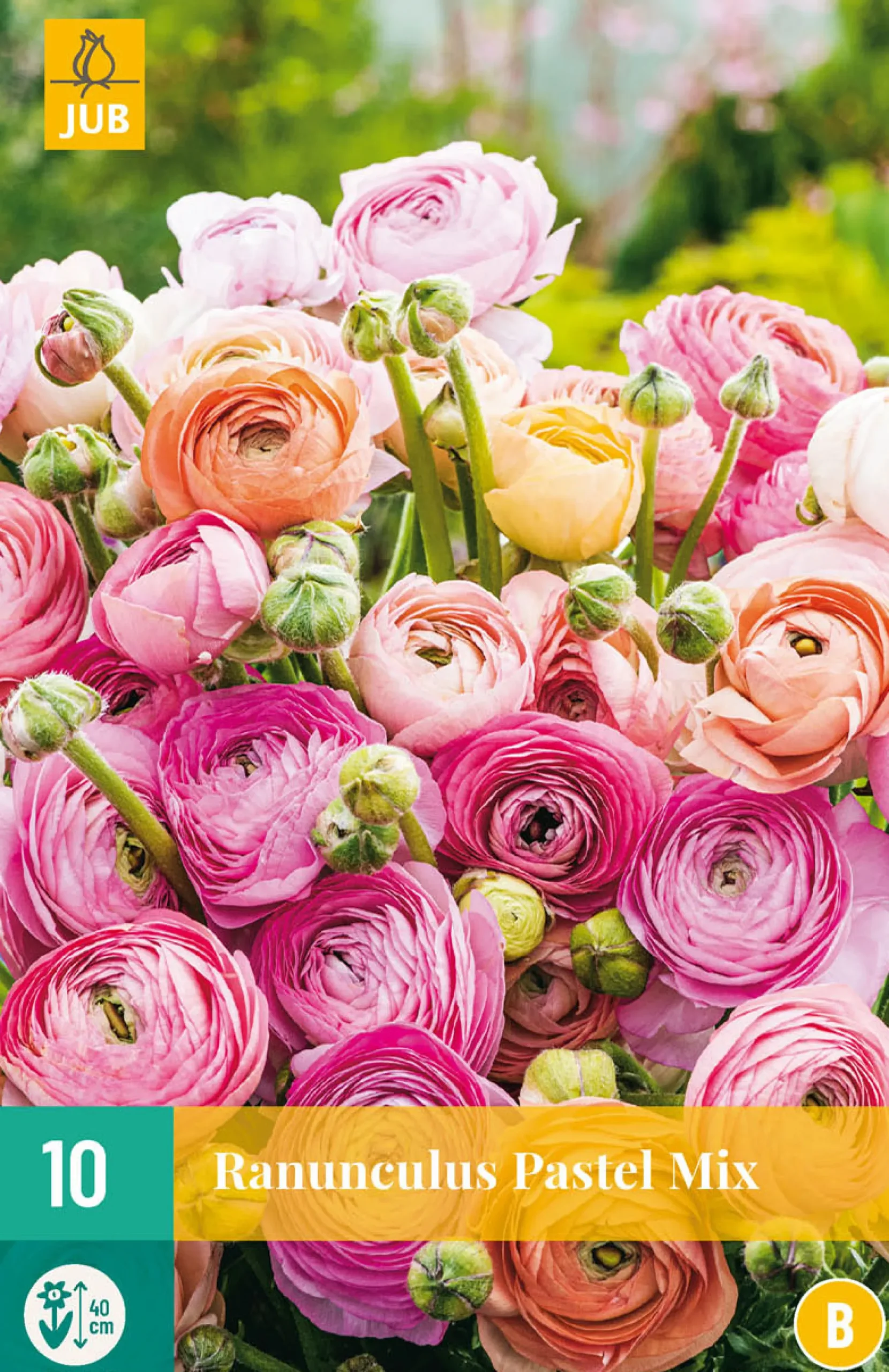 10 bloembollen ranunculus pastel mix