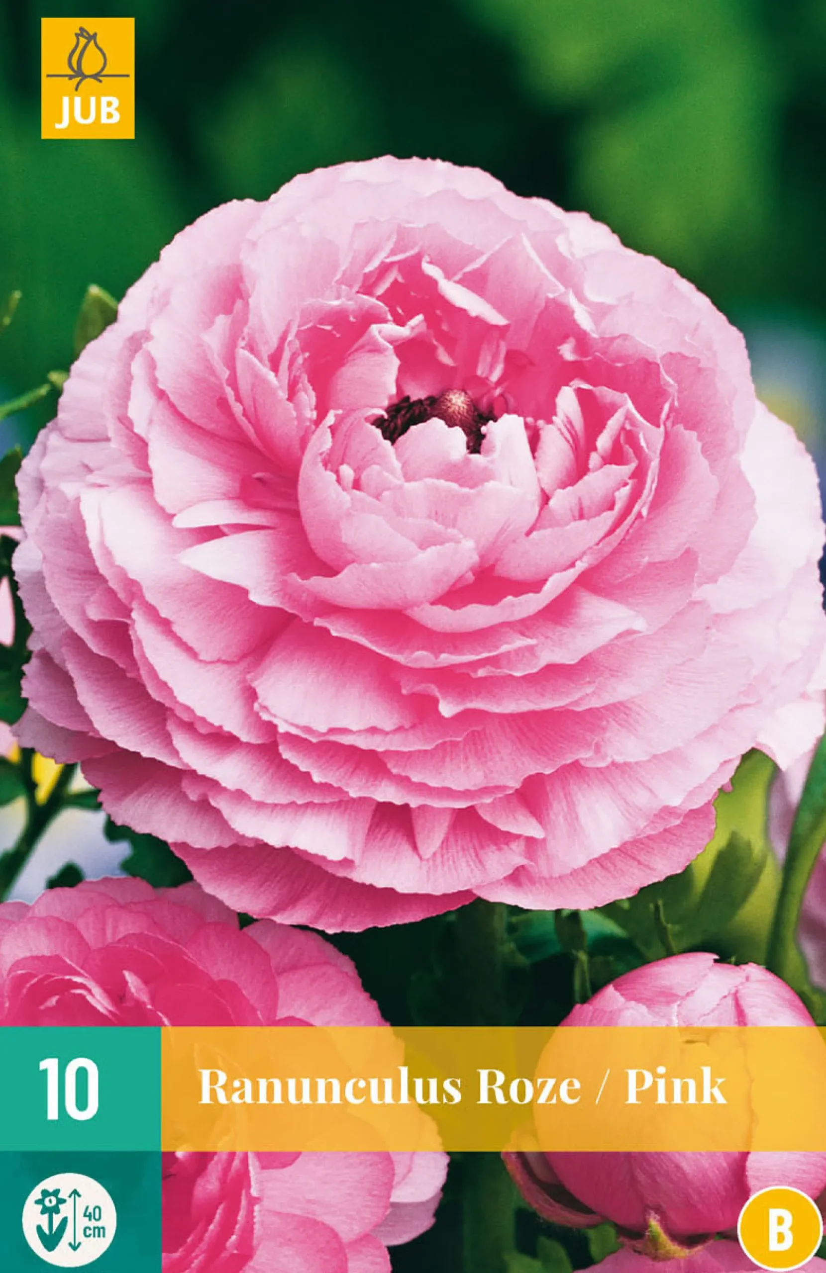 10 bloembollen ranunculus roze