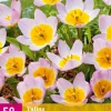 5 bloembollen0 tulipa bakeri lilac wonder
