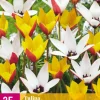 25 bloembollen tulipa belles tulipes