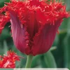 7 bloembollen tulipa calibra