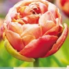 5 bloembollen tulipa copper image