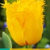 7 bloembollen tulipa crystal star