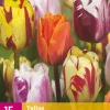 15 bloembollen tulipa flaming beauty mix