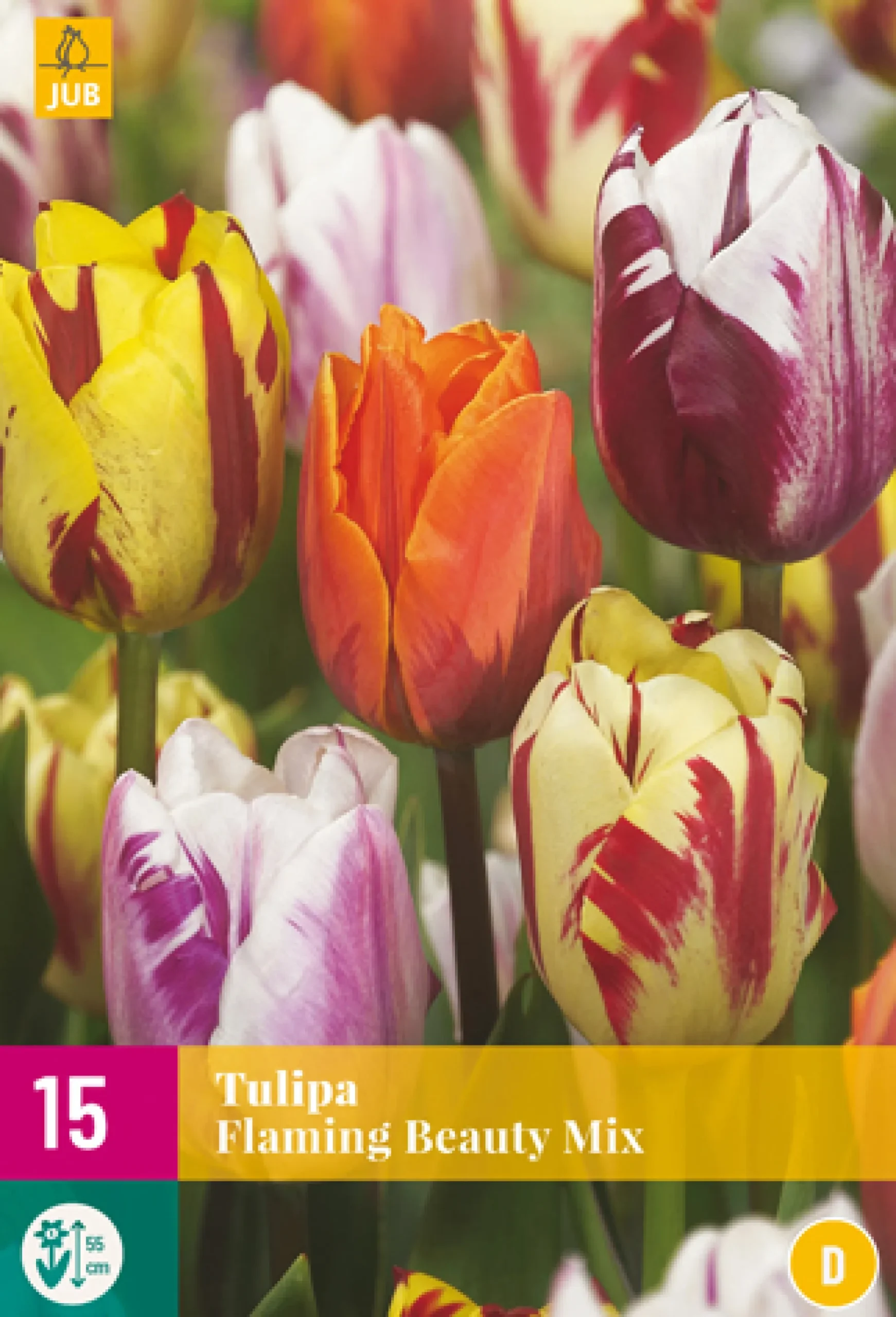 15 bloembollen tulipa flaming beauty mix