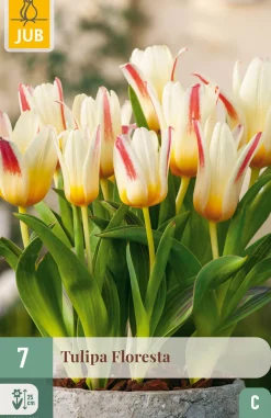 7 bloembollen tulipa floresta