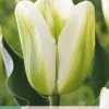 7 bloembollen tulipa green spirit