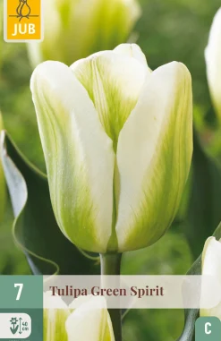 7 bloembollen tulipa green spirit