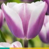 7 bloembollen tulipa librije