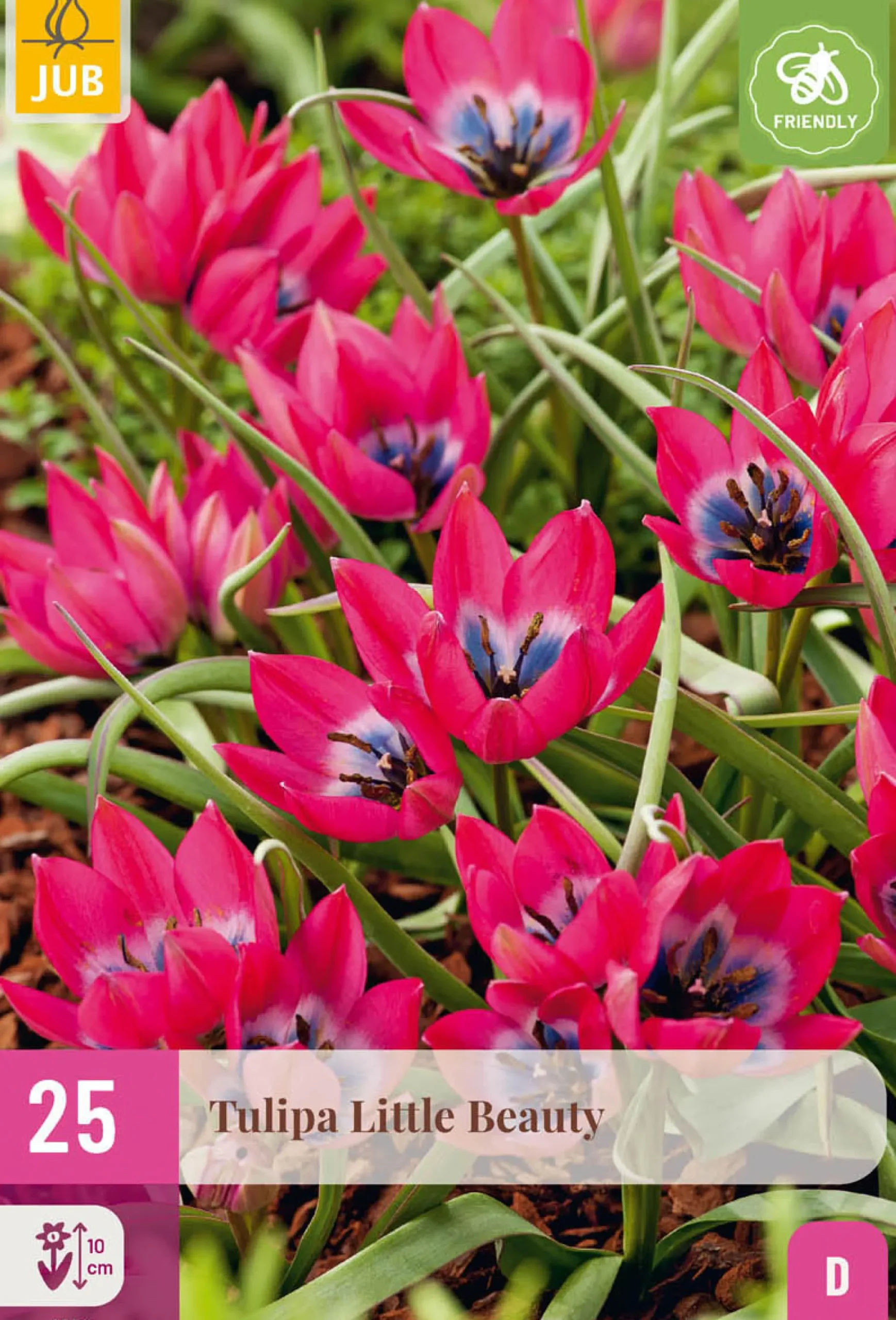 25 bloembollen tulipa little beauty