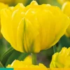 7 bloembollen tulipa marie jo