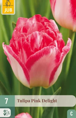 7 bloembollen tulipa pink delight