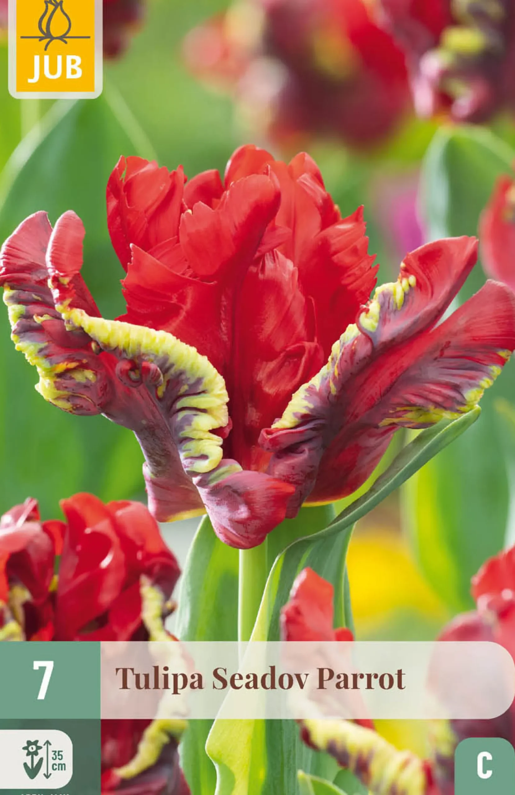 7 bloembollen tulipa seadov parrot