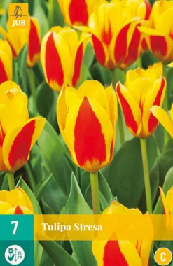 7 bloembollen tulipa stresa