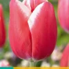7 bloembollen tulipa universum