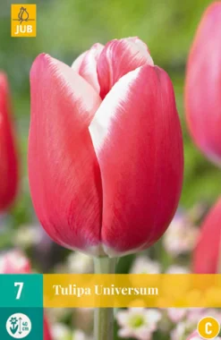 7 bloembollen tulipa universum