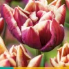 7 bloembollen tulipa wyndham