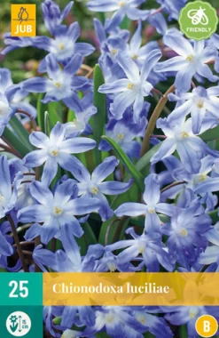 25 chionodoxa luciliae