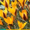 15 crocus angustifolius