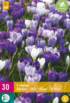 30 crocus blauw-wit