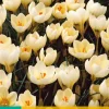15 crocus cream beauty