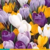 10 crocus grootbloemig mix