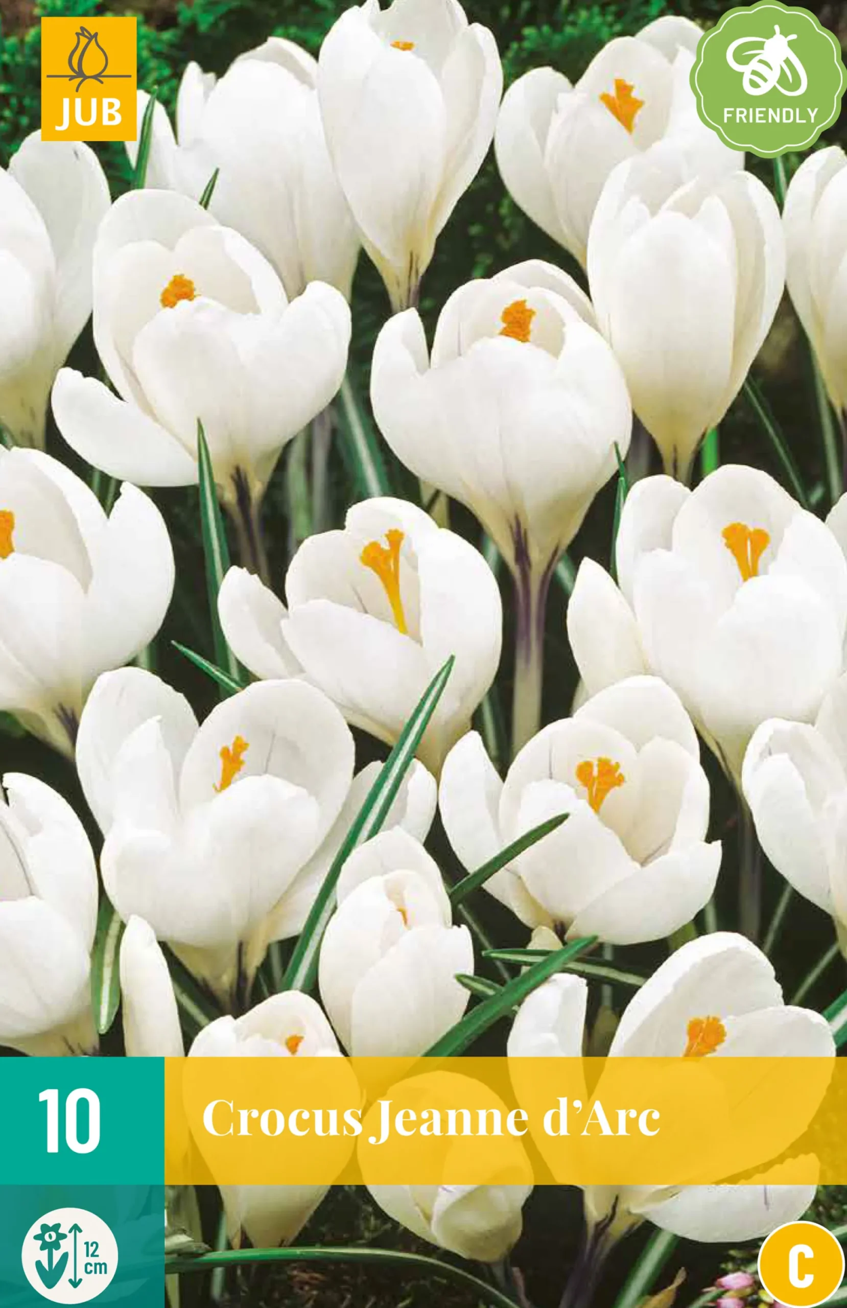 10 crocus jeanne d'arc