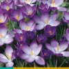 20 crocus ruby giant