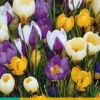 20 crocus species mix