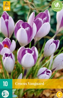 10 crocus vanguard